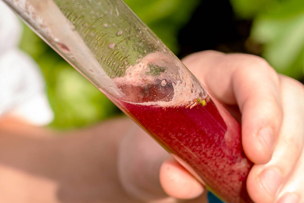 wytwórca wina mierzy zawartość cukru w soku winogronowym wybierając sok z probówki za pomocą pipety. Wysokiej jakości zdjęcie - Zdjęcie, obraz