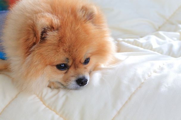 Söpö lemmikki talossa, pomeranian grooming koira käyttää vaatteita
 - Valokuva, kuva