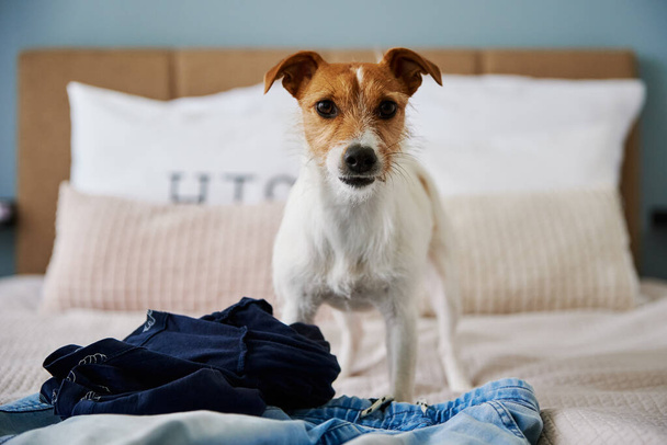 Angry dog portrait at bedroom - 写真・画像