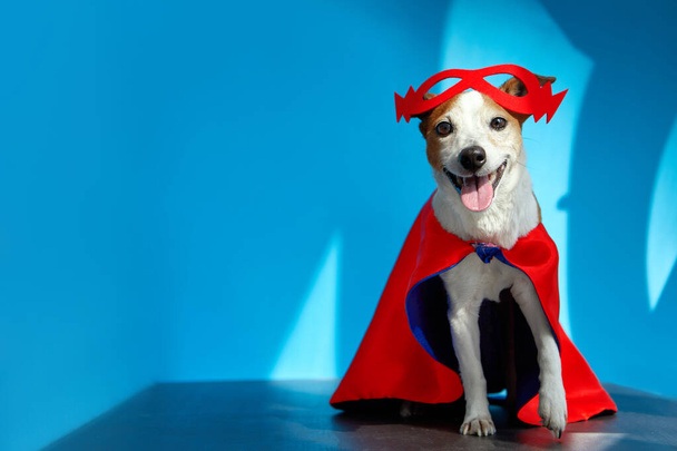 Funny dog in superhero costume with light and shadows - Photo, Image