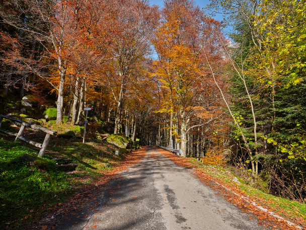 İtalya 'nın Valtellina ormanlarında sonbahar renkleri. Sonbahar ormanlarında dökülen yapraklarla birlikte asfalt yol. İtalya, Lombardy 'deki Val Masino dağlarının ormanlarında sonbahar yaprakları. - Fotoğraf, Görsel
