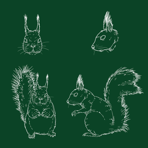 Vector Chalk Sketches of Squirrels. Side and Front View - Vector, Image