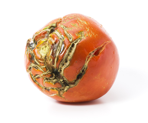 złe pomidor z bliznami na białym tle - Zdjęcie, obraz