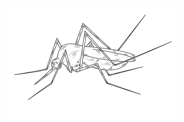 蚊のスケッチ - ベクター画像