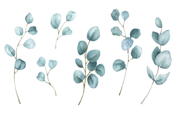 Zestaw akwareli z gałęzi eukaliptusa z liśćmi, izolowany na białym tle. Ręcznie malowane eukaliptusowe ilustracje do projektowania, drukowania, tkaniny. - Zdjęcie, obraz
