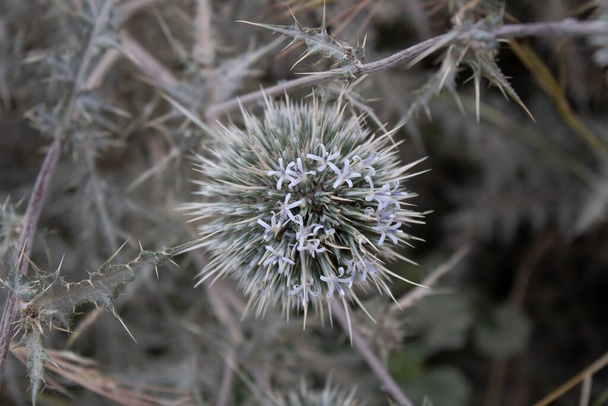 A close-up of a partially blooming echinops (Echinops spinosissimus) inflorescence - Photo, Image