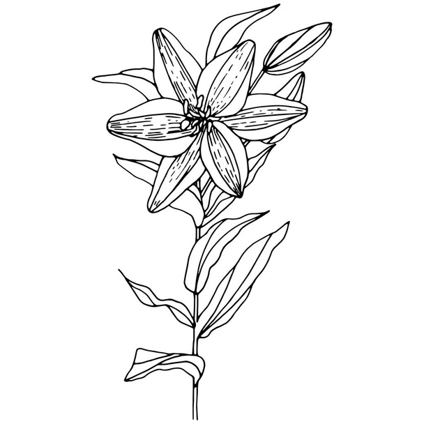 Vector illustratie van een takje van een lelie bloem met een knop en bladeren. Zwarte omtrek. Ontwerp voor stof, print, behang, papier, posters, tatoeages. - Vector, afbeelding