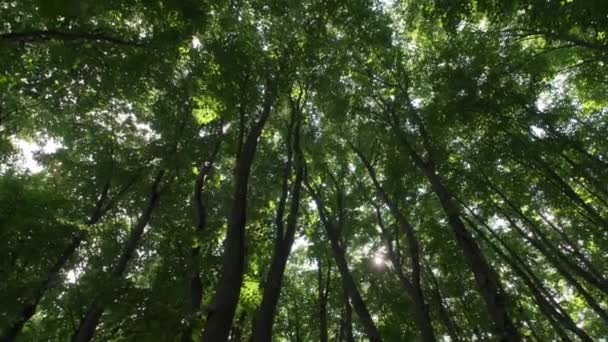 Hosszú fák az erdőben alacsony látószögű nézetből - Felvétel, videó