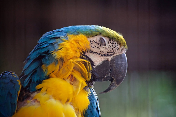 El guacamayo azul y amarillo es un gran loro sudamericano con partes superiores en su mayoría azules y partes inferiores de color naranja claro.  - Foto, Imagen