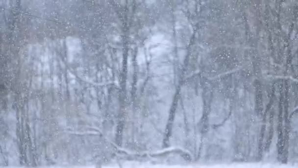 La danza dei fiocchi di neve cadenti al rallentatore, un incredibile fenomeno naturale che si può osservare in inverno. - Filmati, video