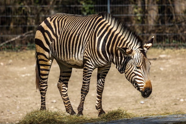The Hartmann's mountain zebra, Equus zebra hartmannae is a subspecies of the mountain zebra found in far south-western Angola and western Namibia. - Photo, Image