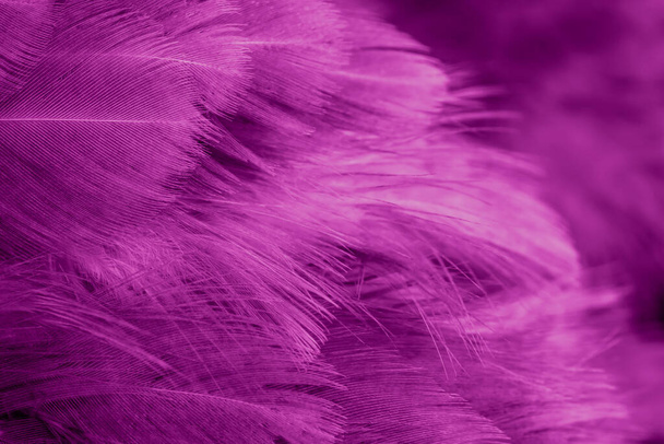 Макро фото фиолетовых куриных перьев. фон или текстура - Фото, изображение