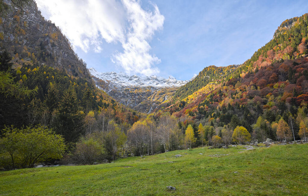 イタリアのValtelinaの森の中の秋の色。ヴァル・マッシーノ山、アルピレティチェ、ロンバルディア地方、イタリアの森の中の紅葉の反射 - 写真・画像