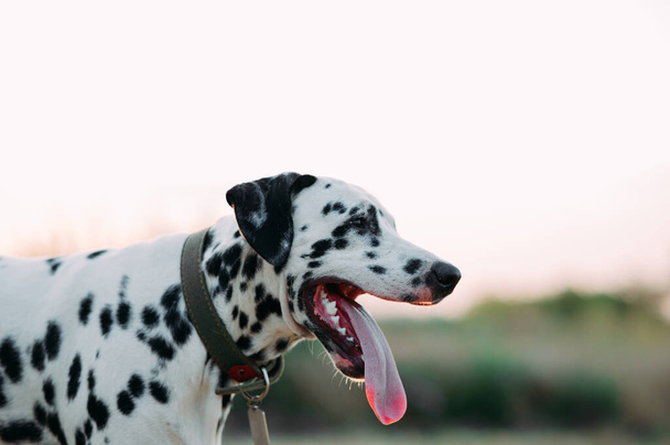Retrato de perro dálmata con collar y placa de identificación durante el paseo por el prado. - Foto, imagen