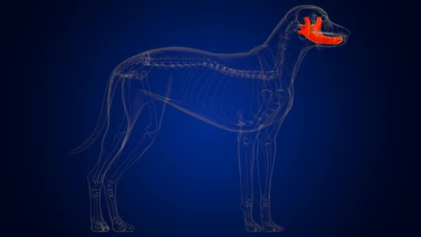 Huesos de mandíbula esqueleto de perro Anatomía para el concepto médico Ilustración 3D - Metraje, vídeo