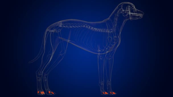 Anatomía media del esqueleto del perro de los huesos de la falange para la ilustración 3D del concepto médico - Imágenes, Vídeo