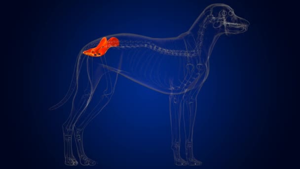 Huesos de pelvis esqueleto de perro Anatomía para el concepto médico Ilustración 3D - Imágenes, Vídeo