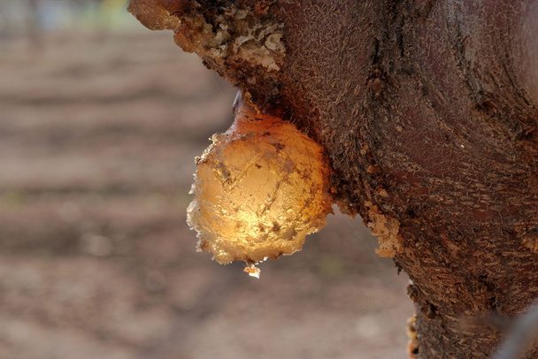 žlutá pryskyřice pokles na ovocný strom v sadu - Fotografie, Obrázek