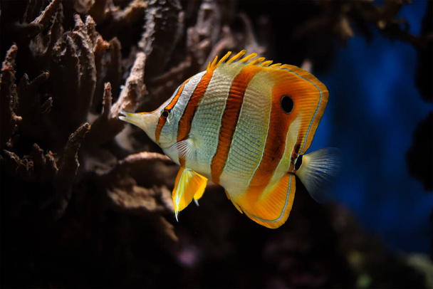 Copperband butterflyfish Chelmon rostratus - Photo, Image