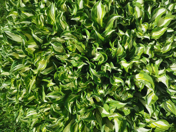 Fond de jeunes feuilles d'hosta blanc-vert. Vue du dessus. - Photo, image