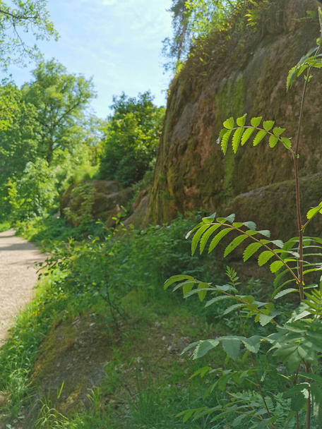 Um caminho passado uma cerca de pedra com árvores crescendo sobre ele no parque natural rochoso Monrepos da cidade de Vyborg em um dia de verão claro. - Foto, Imagem