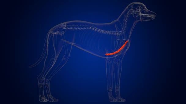 Anatomia dello scheletro del cane delle ossa dello sterno per il concetto medico Illustrazione 3D - Filmati, video