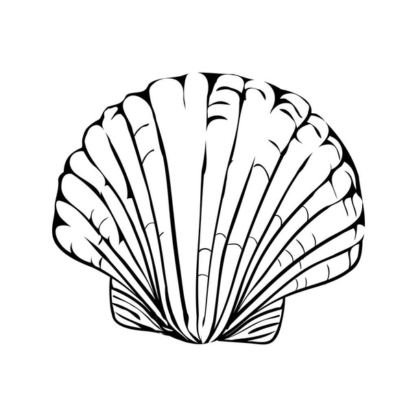 Vector illustration of a hand-drawn scribble from a seashell. - Vektör, Görsel