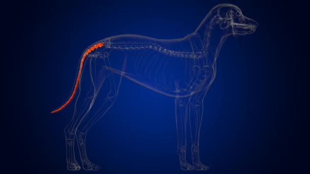 Anatomia dello scheletro del cane delle ossa caudali delle vertebre per l'illustrazione medica di concetto 3D - Filmati, video