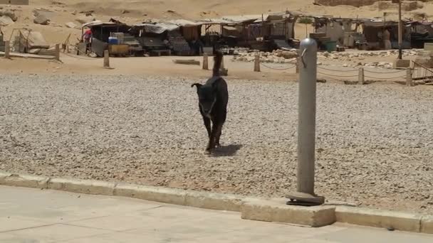 σκύλος στις πυραμίδες της Γκίζας - Πλάνα, βίντεο