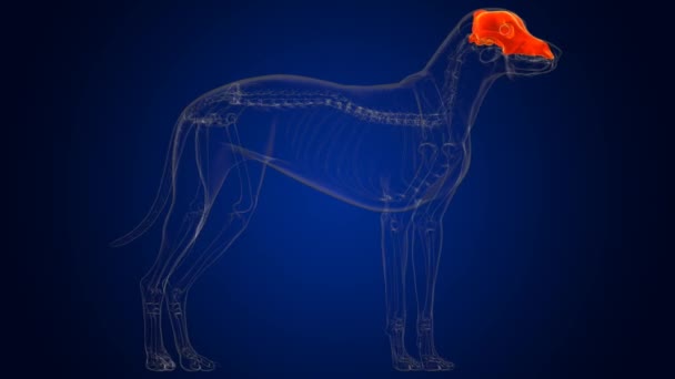 Anatomía del esqueleto del perro de los huesos del cráneo para la ilustración 3D del concepto médico - Imágenes, Vídeo