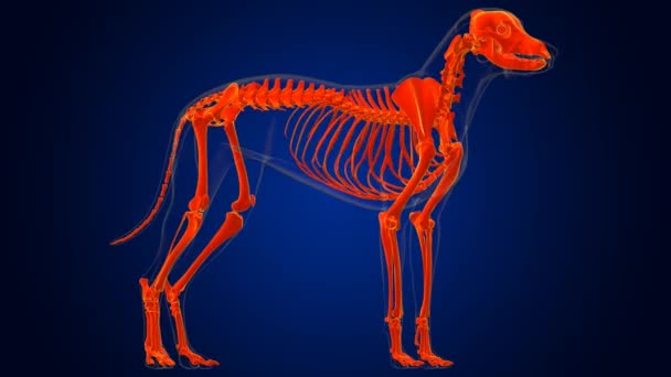 Anatomia do esqueleto do cão para a ilustração médica do conceito 3D - Filmagem, Vídeo
