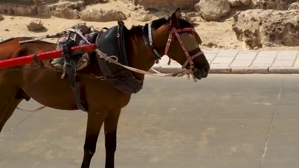 Eine einspurige Touristenkutsche am Fuße der Pyramiden von Gizeh - Filmmaterial, Video