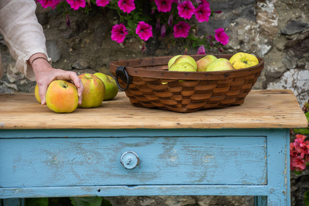 Κοντινό πλάνο του ρουστίκ πίνακα με καλάθι με πράσινα μήλα από οπωρώνα και το χέρι της γυναίκας με μήλο, γκρι φόντο πέτρα και λουλούδια, οριζόντια - Φωτογραφία, εικόνα