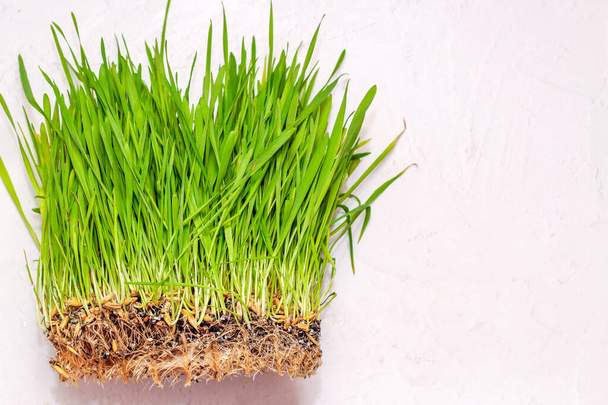 Kediler için yeşil vitamin bitkisi. Sağlık ve diyet için filizlenmiş buğday. - Fotoğraf, Görsel