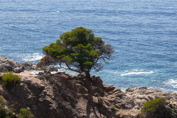 μοναχικό δέντρο στην Κόστα Μπράβα μια καλοκαιρινή μέρα στη μέση του απογεύματος με την ήρεμη θάλασσα - Φωτογραφία, εικόνα