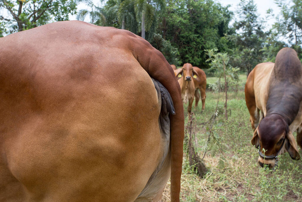 Nahaufnahme der Fortpflanzungsorgane der Kuh. Roter Brahman in Santa Fe (Argentinien). Rote Brahman-Rasse stammt ursprünglich aus Indien. - Foto, Bild