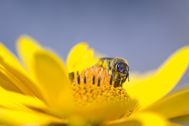A Wasp - Photo, Image