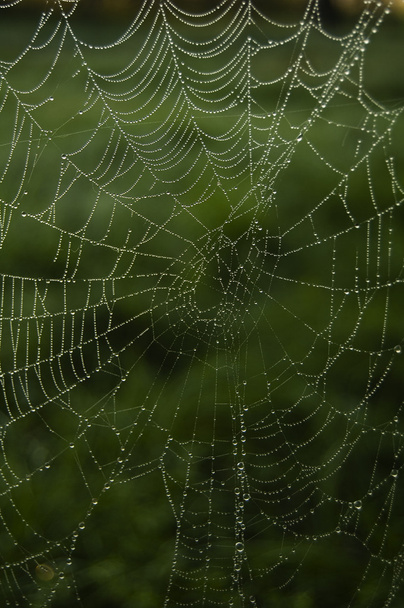 Red de araña con gotitas
 - Foto, imagen