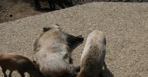 Wildschweine streifen auf der Suche nach Futter durch den Wald - Filmmaterial, Video