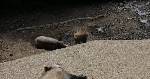 Los jabalíes vagan por el bosque en busca de forraje - Metraje, vídeo