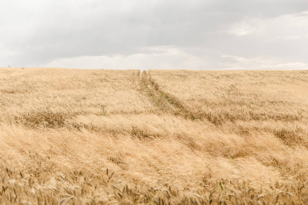 黄金の小麦畑のパノラマ、地平線農村部の背景への道 - 写真・画像