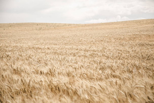Gold wheat field panorama, rural countryside natural background - Foto, imagen