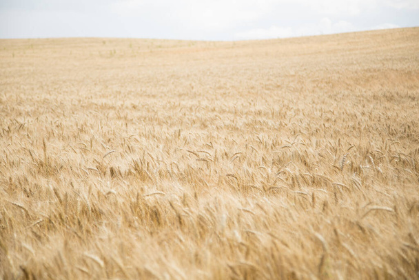 Gold wheat field panorama, rural countryside natural background - 写真・画像