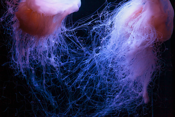 深い青色の水にDrymonema 。真下のクラゲ - 写真・画像
