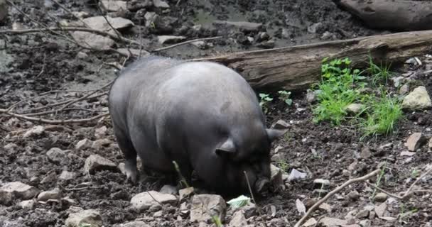 Wildschweine streifen auf der Suche nach Futter durch den Wald - Filmmaterial, Video
