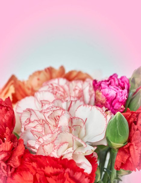 soft and air carnation flowers on light filtered background, space for text - Photo, Image