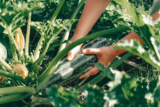 Hands with zucchini during harvesting on farm.  - Zdjęcie, obraz