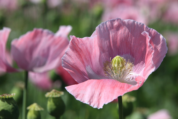 Poppy Meadow - Photo, Image