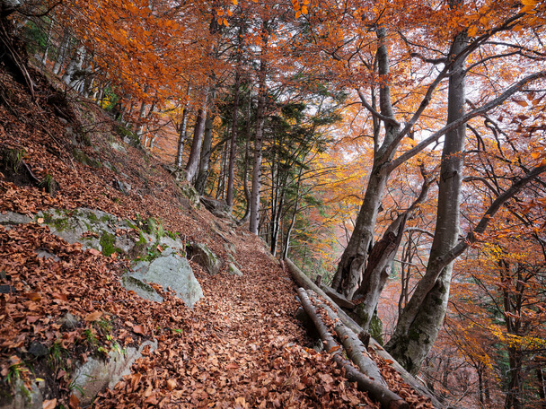 Chemin à travers la forêt d'automne. Beau sentier pédestre dans un paysage automnal coloré avec des feuilles tombées dans le parc du Val Masino, région Lombardie, Italie - Photo, image