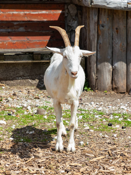 A picture of a white goat. - Photo, Image